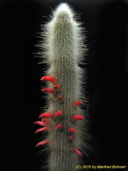 Cleistocactus albisetus 626